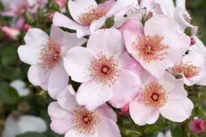 SWEET PRETTY (shrub)